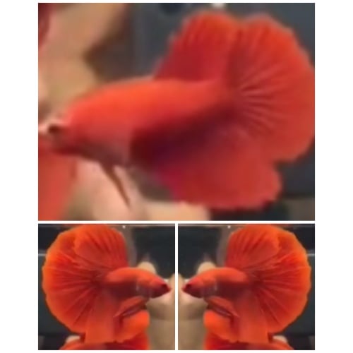Pair Grade Super Red