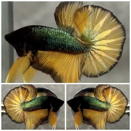 Big Tail #2