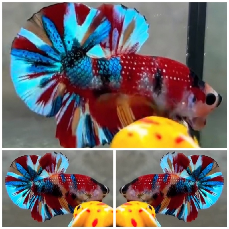 Best Multicolour Metalic