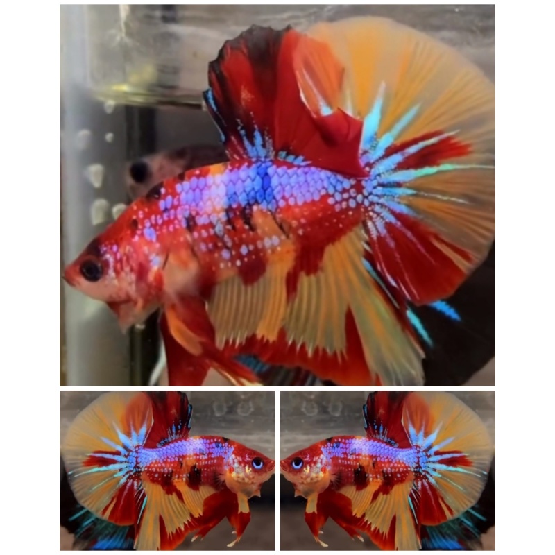 Big Tail #1