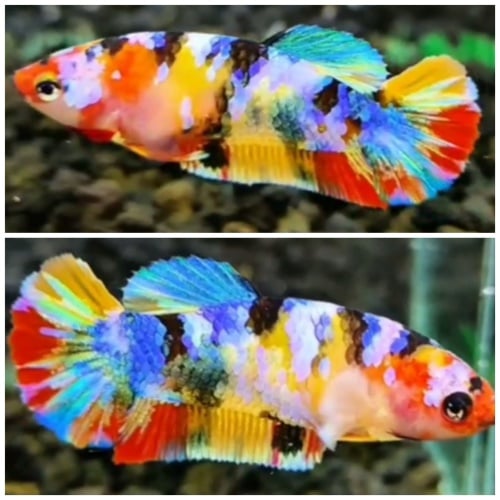 Female Candy