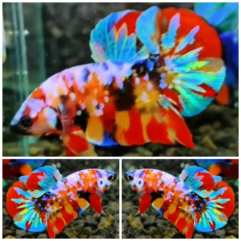 Multicolour Galaxy