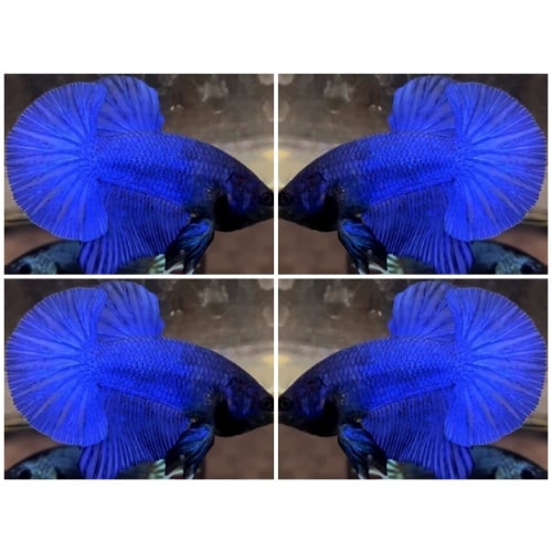 Royal Blue