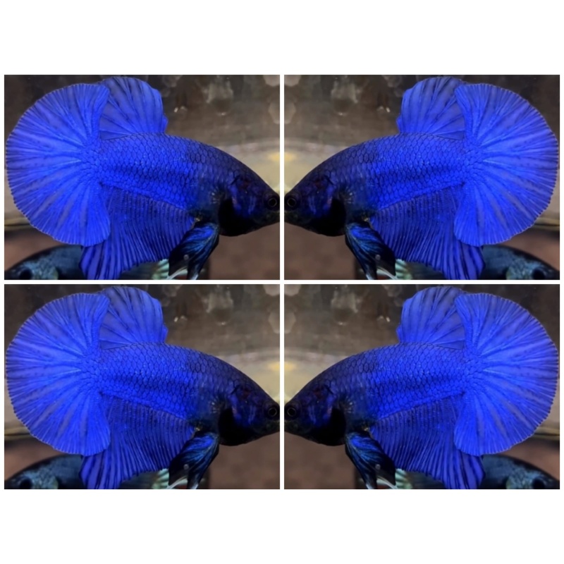 Royal Blue