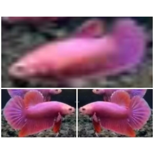 Pair Purple Aurora