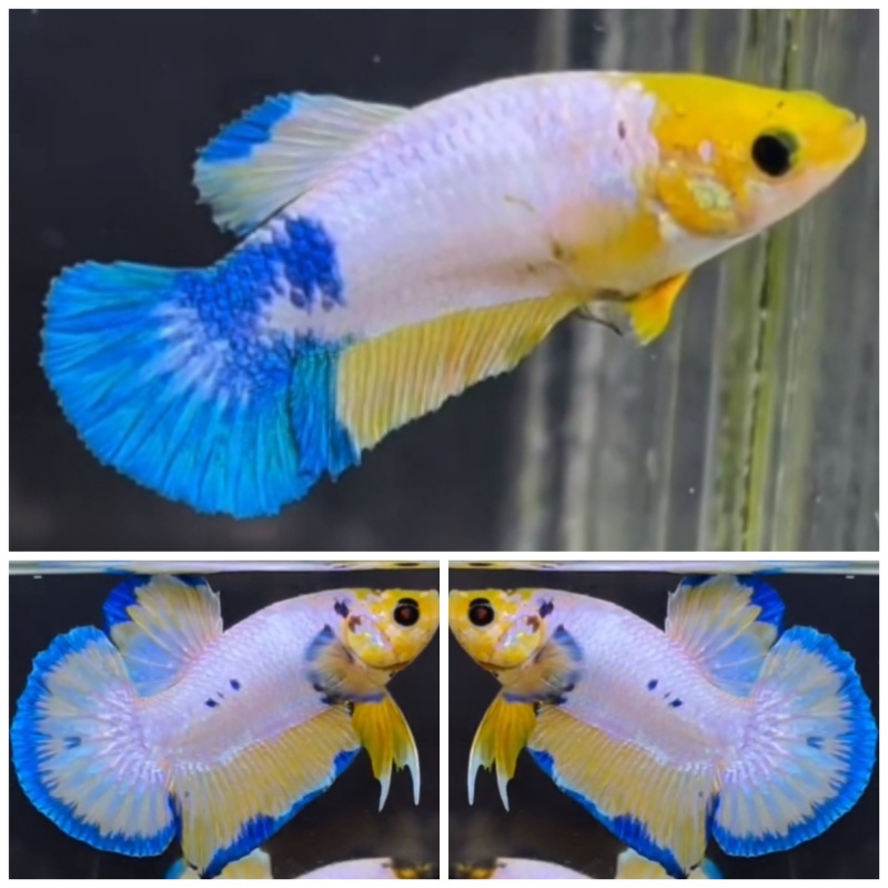 Pair White Scale Yellow #1