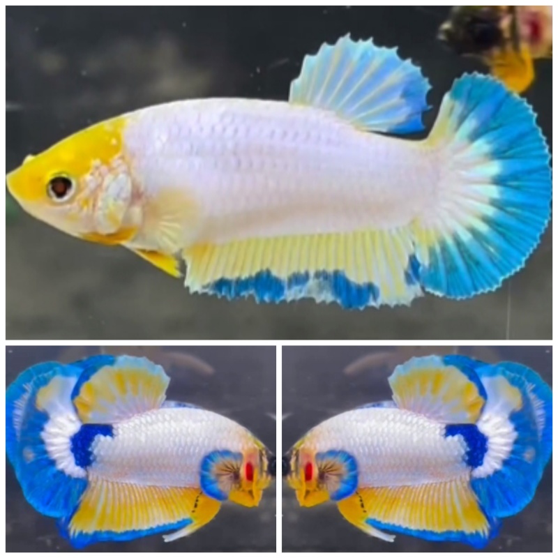 Pair White Scale Yellow #2