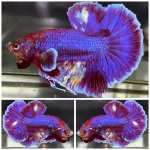 Sweet Purple
