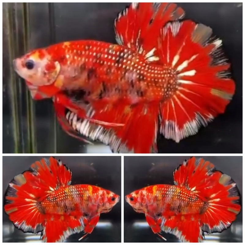 Giant Fire Copper (6,5cm)