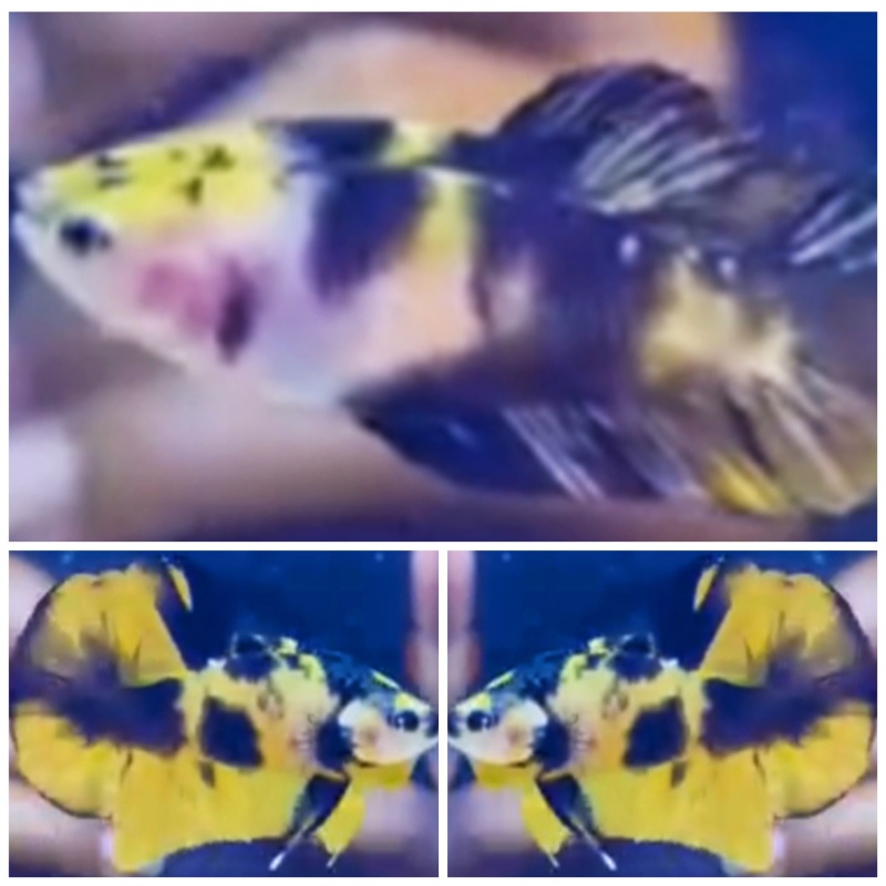 Pair Bumblebee
