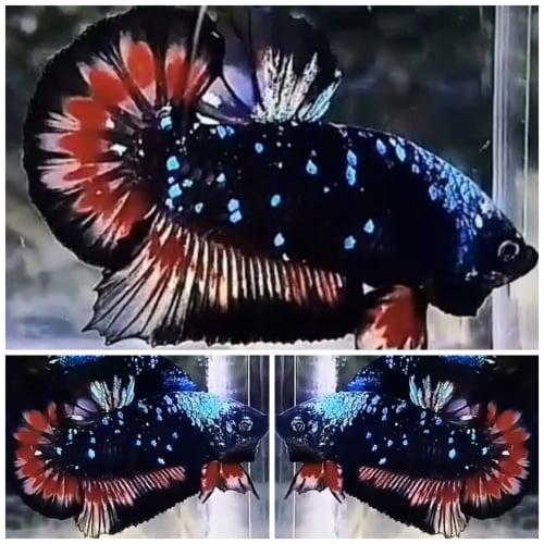 Avatar Helmet