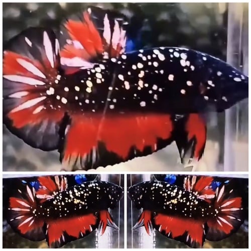 Avatar Red Chrome