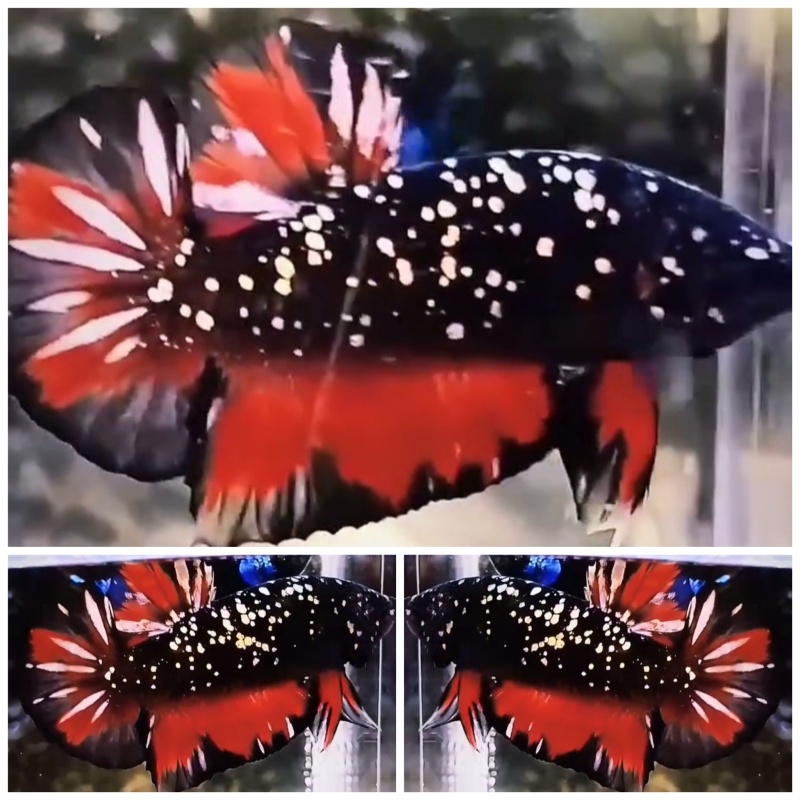 Avatar Red Chrome