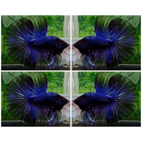 Sweet Blue Black