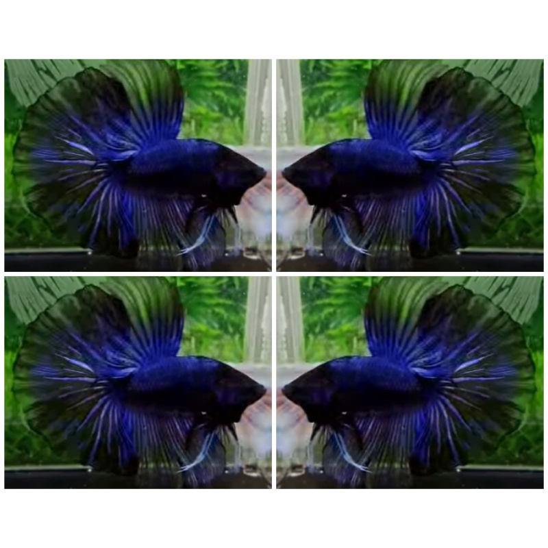 Sweet Blue Black