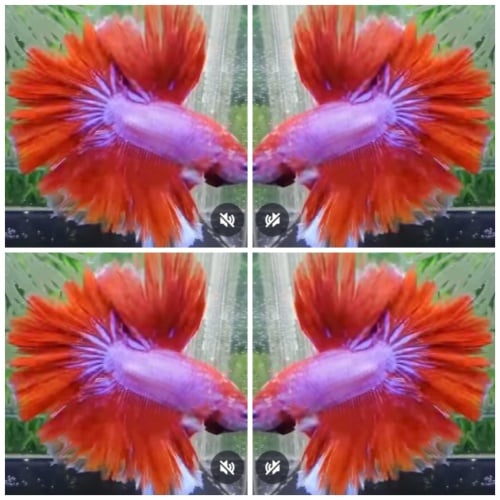 Lovely King Rosetail #1
