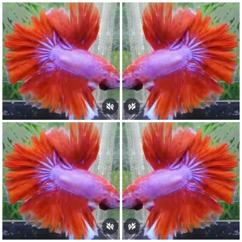 Lovely King Rosetail #1