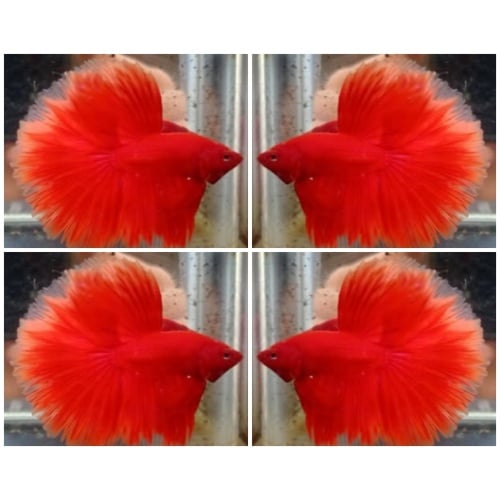 Nice Red Butterfly
