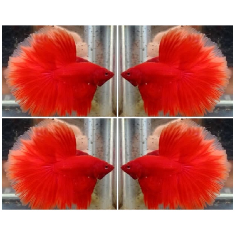Nice Red Butterfly