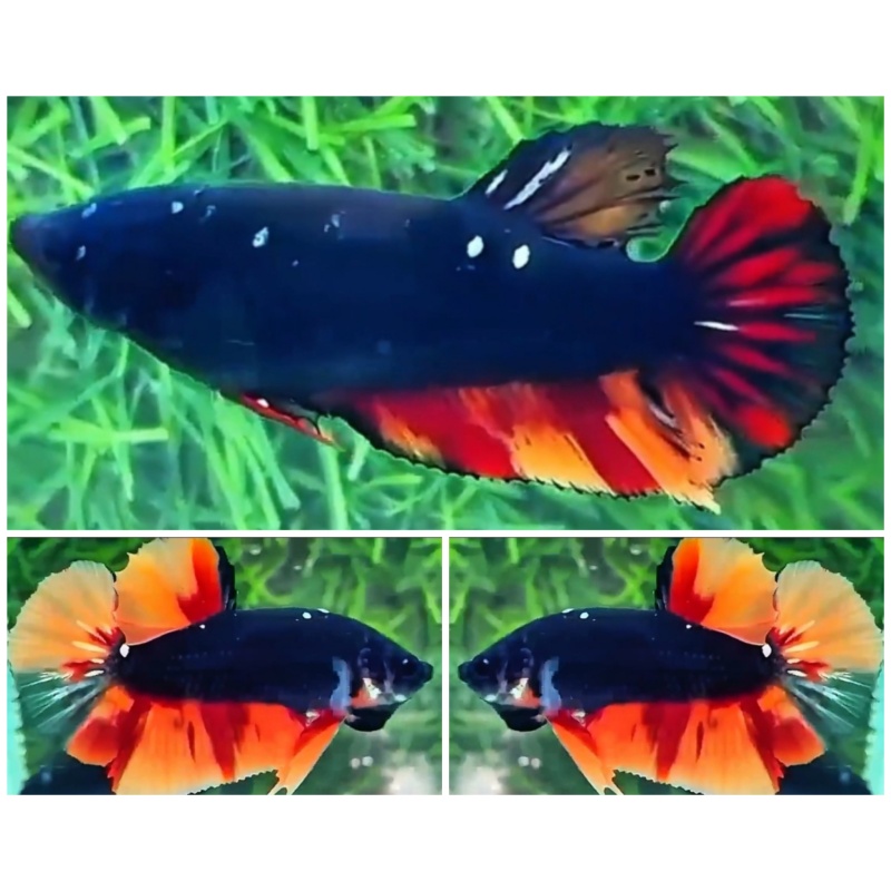 Pair Black Fire
