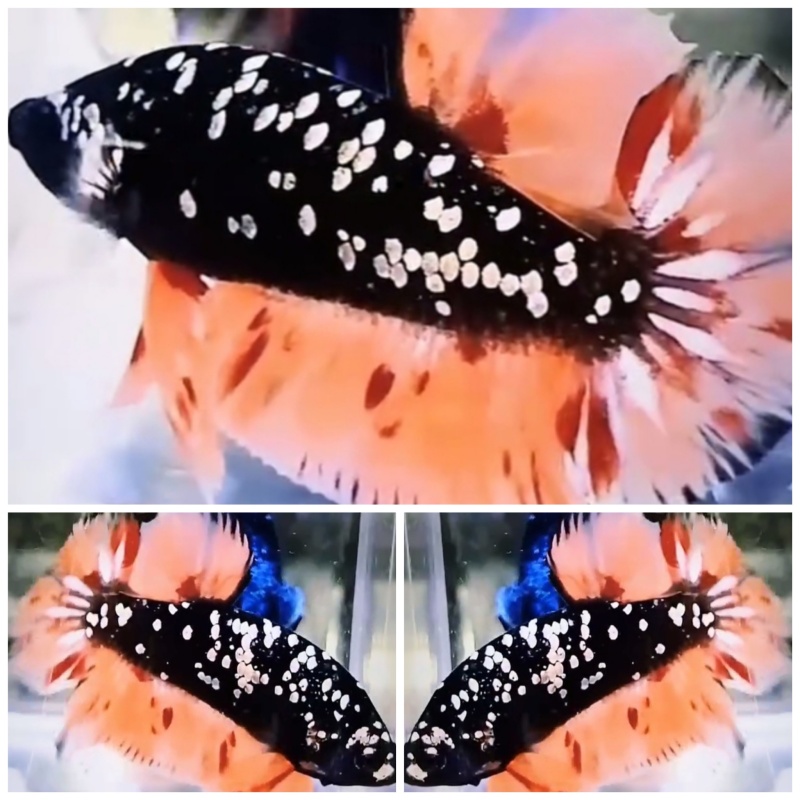 Avatar Nemo Copper