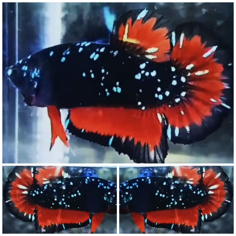 Avatar Red Chrome
