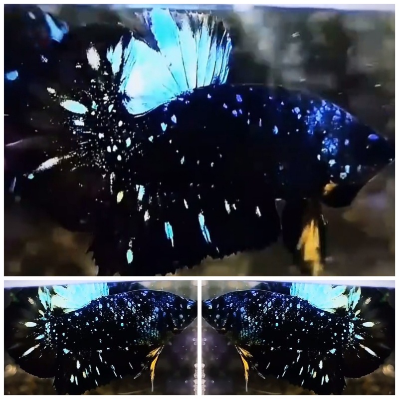 Avatar Nebula