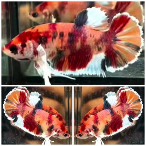 Female Candy Gold Big Ears