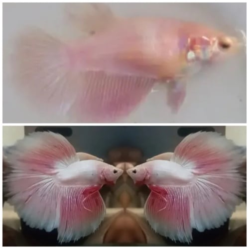 Pair Lovely Pink