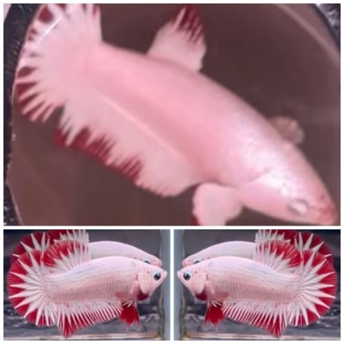 Pair Red Dragon Snow