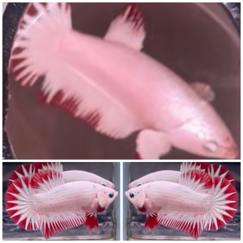 Pair Red Dragon Snow