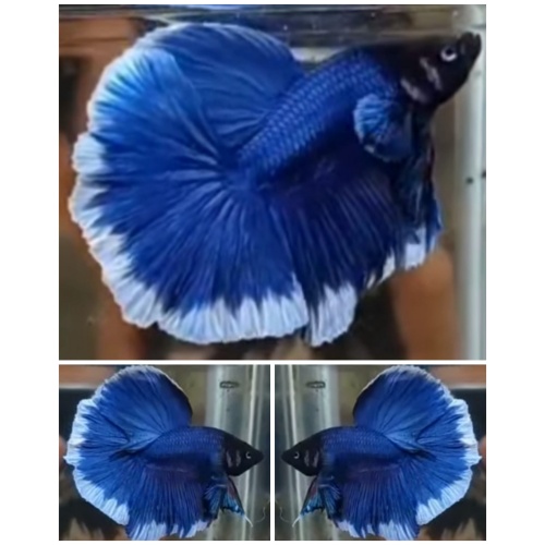 Blue Butterfly