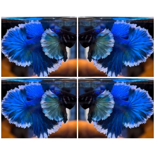 Dumbo Blue Butterfly