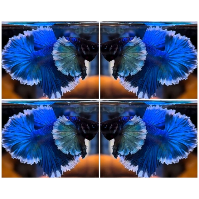 Dumbo Blue Butterfly