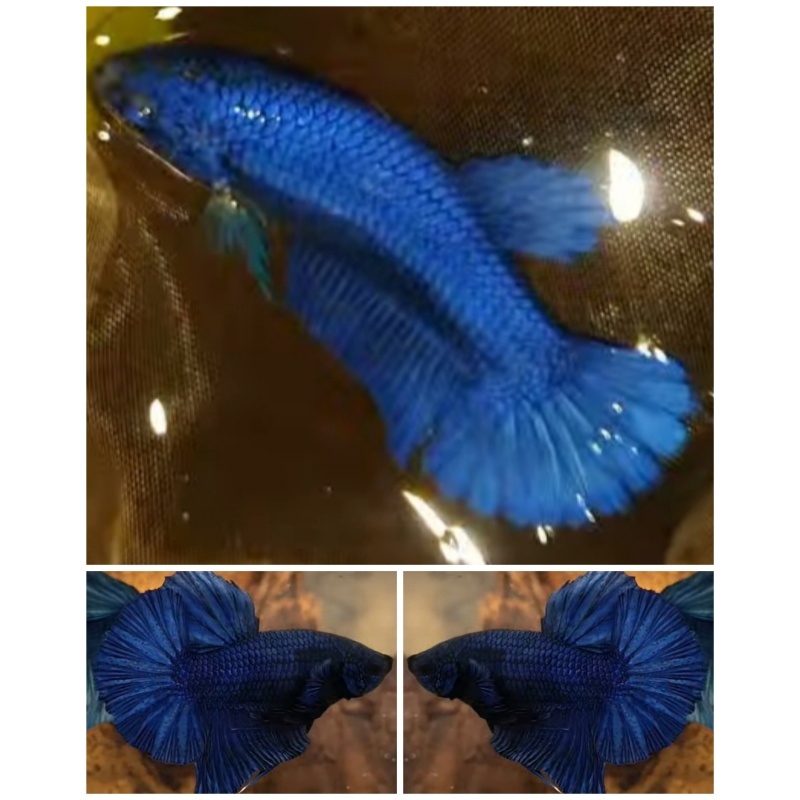 Pair Royal Blue HMPK