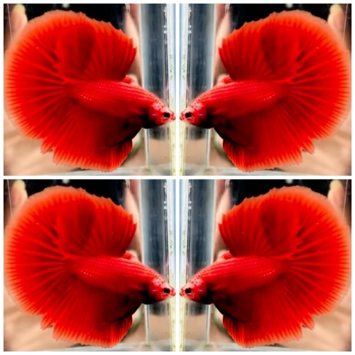 Nice Super Red
