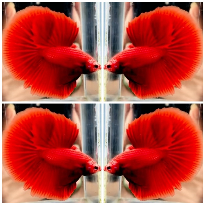 Nice Super Red