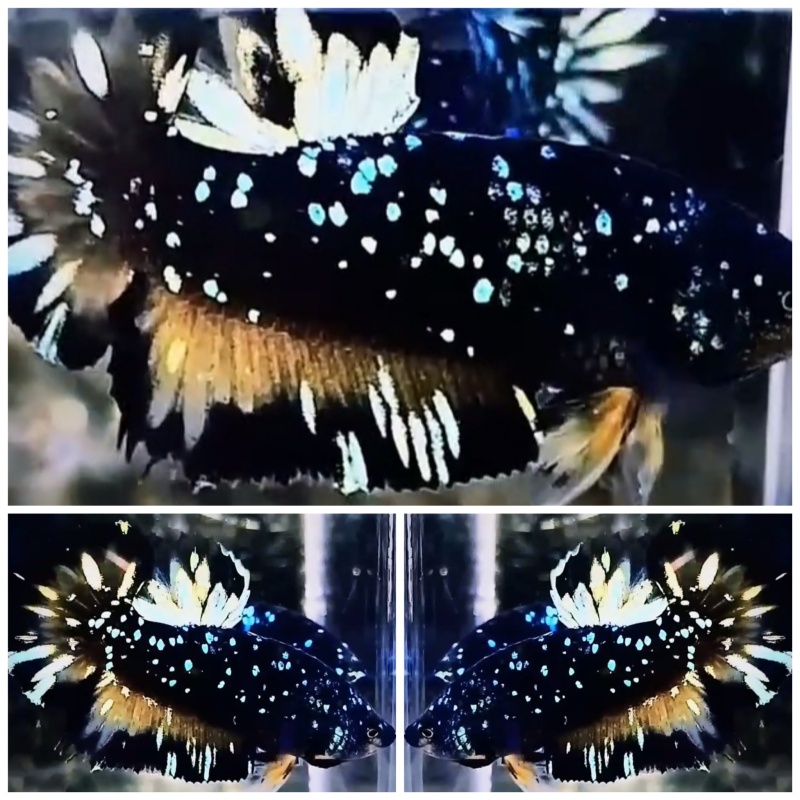 Nice Avatar Nebula