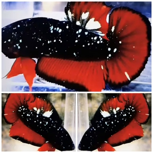 Vampire Glitter