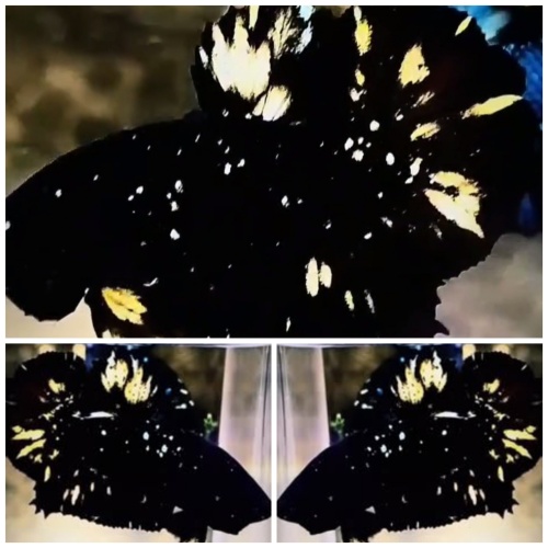 Young Black Star Galaxy #1