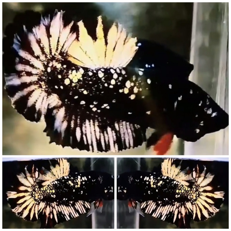 Young Avatar Gold Copper