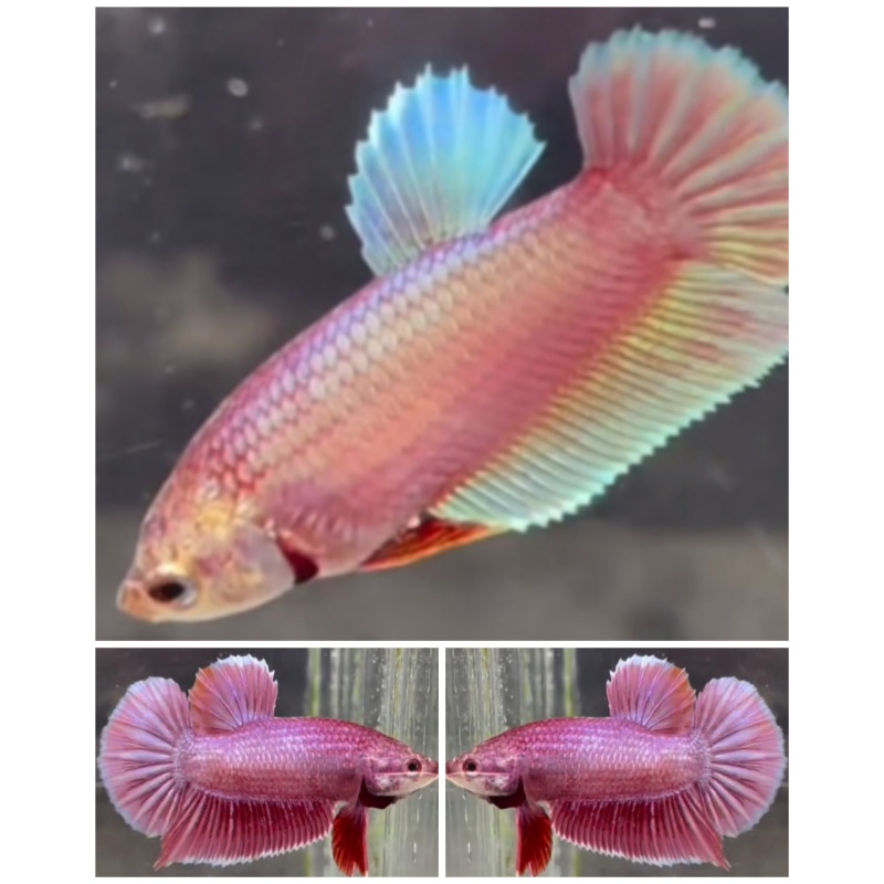 Pair Pink Aurora