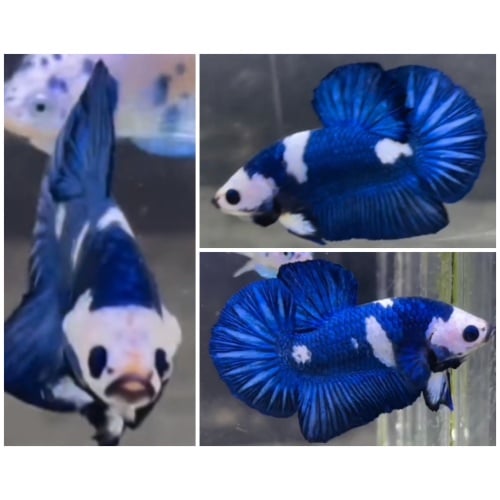 Blue Panda