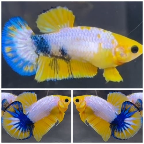 Pair Yellow White Scale