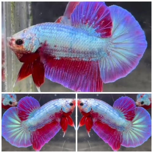 Pink Aurora HMPK