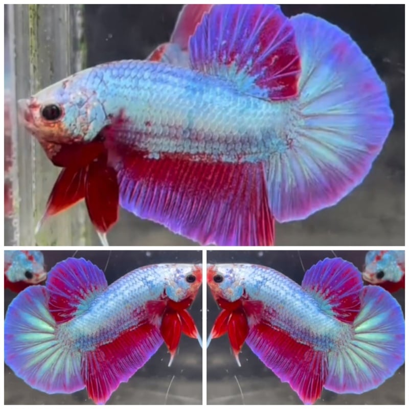 Pink Aurora HMPK
