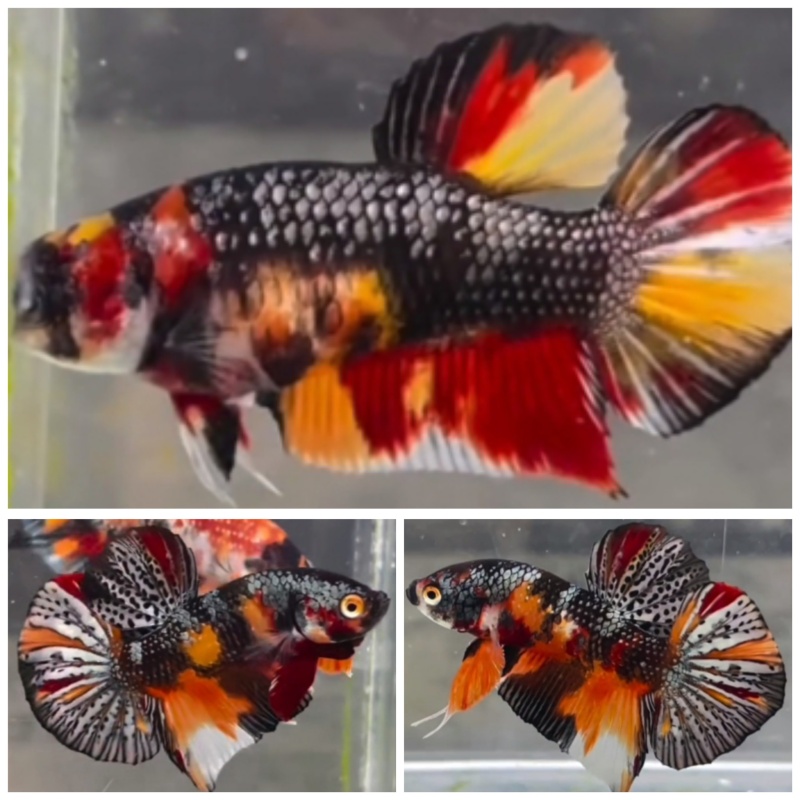 Pair Metallic Copper