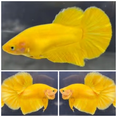 Pair Super Yellow HMPK