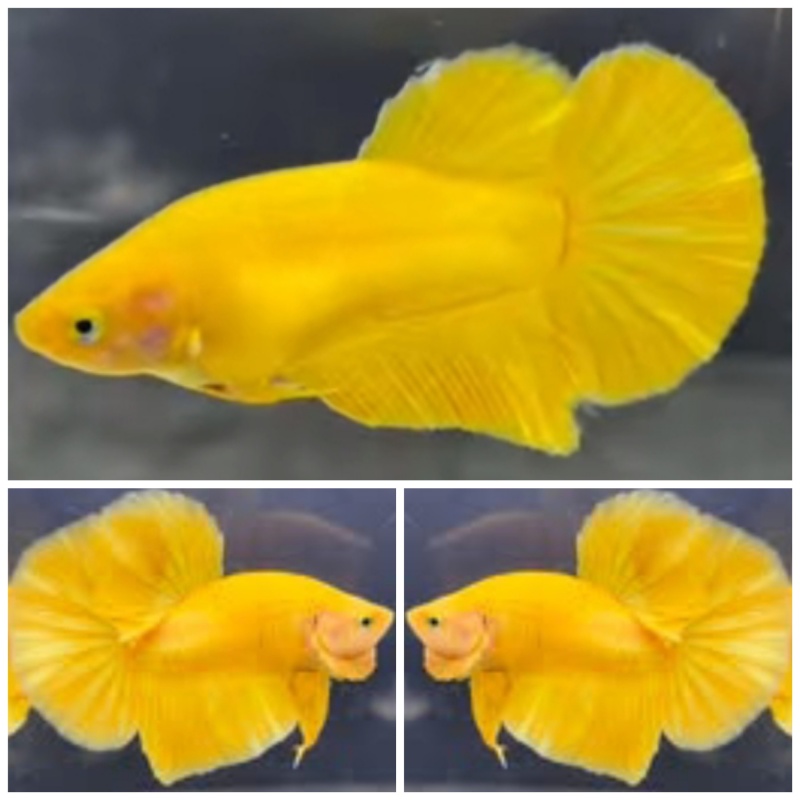 Pair Super Yellow HMPK