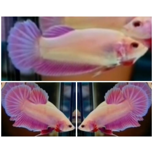 Young Pair Pink Aurora